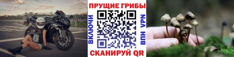 Псилоцибиновые грибы GOLDEN TEACHER  что такое наркотик  Талдом 